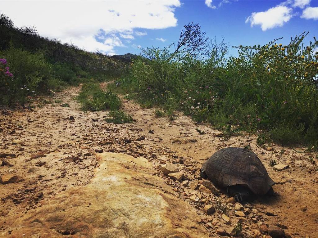 sebthompson's tweet photo. Going so slow up the climb I got burnt by this bad boy! #GetOutsideSA #skilpab #mountain #โฆ https://t.co/ML0trWWTNx https://t.co/jkU1vk0yKM
