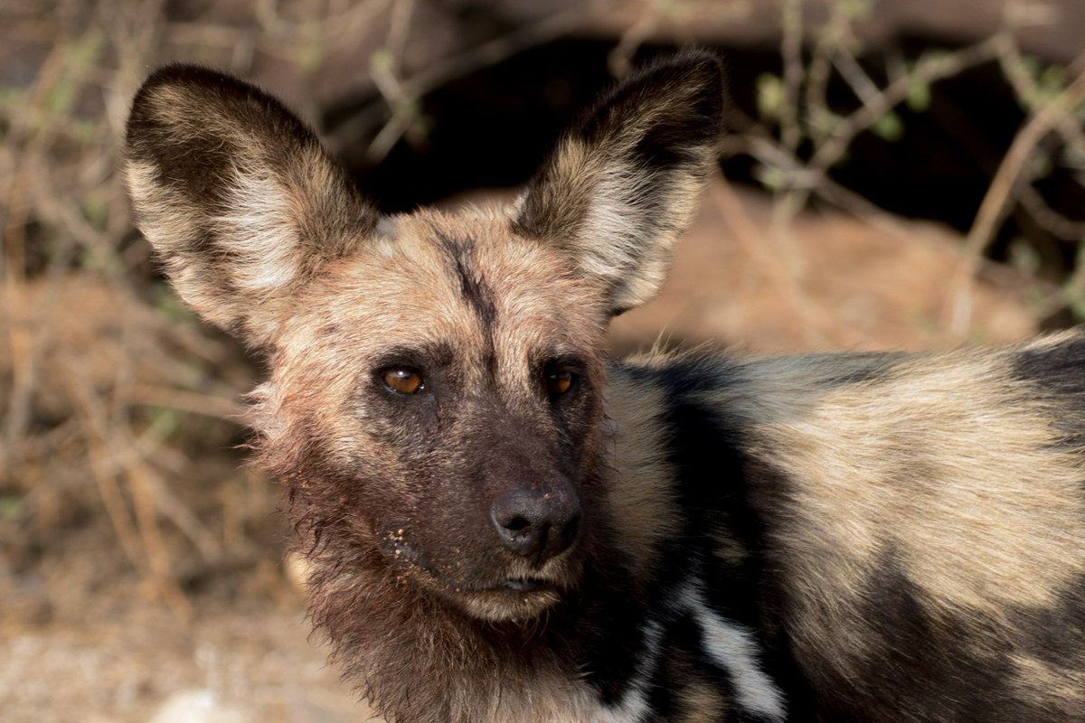limpopolipadi's tweet photo. Wild Dogs have a rest in the shade, Photos by @corneliedejong, Support important research, visit:

https://t.co/8phinhspXT

#conservation https://t.co/rUX2QXPvvi