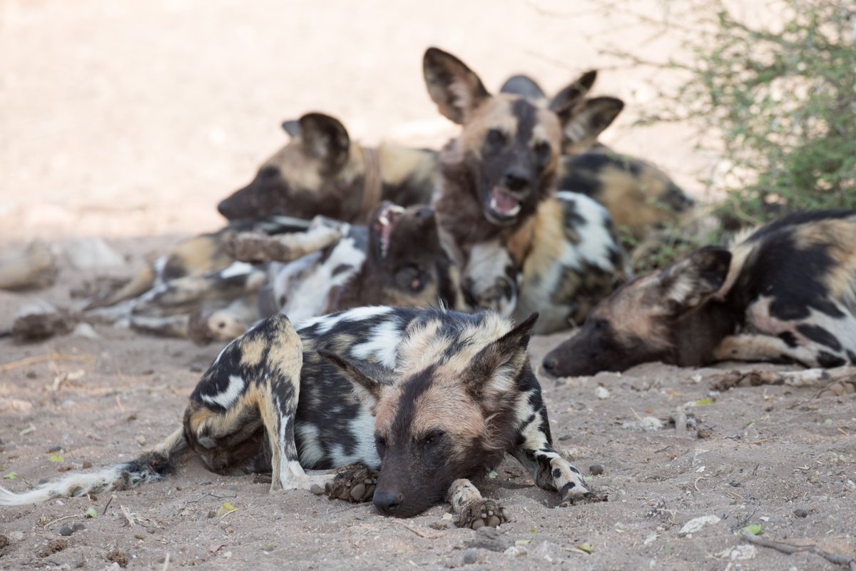 limpopolipadi's tweet photo. Wild Dogs have a rest in the shade, Photos by @corneliedejong, Support important research, visit:

https://t.co/8phinhspXT

#conservation https://t.co/rUX2QXPvvi