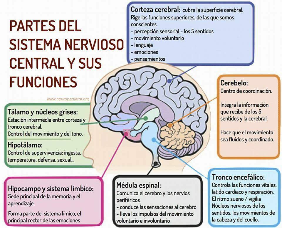 Cerebro de pan opiniones