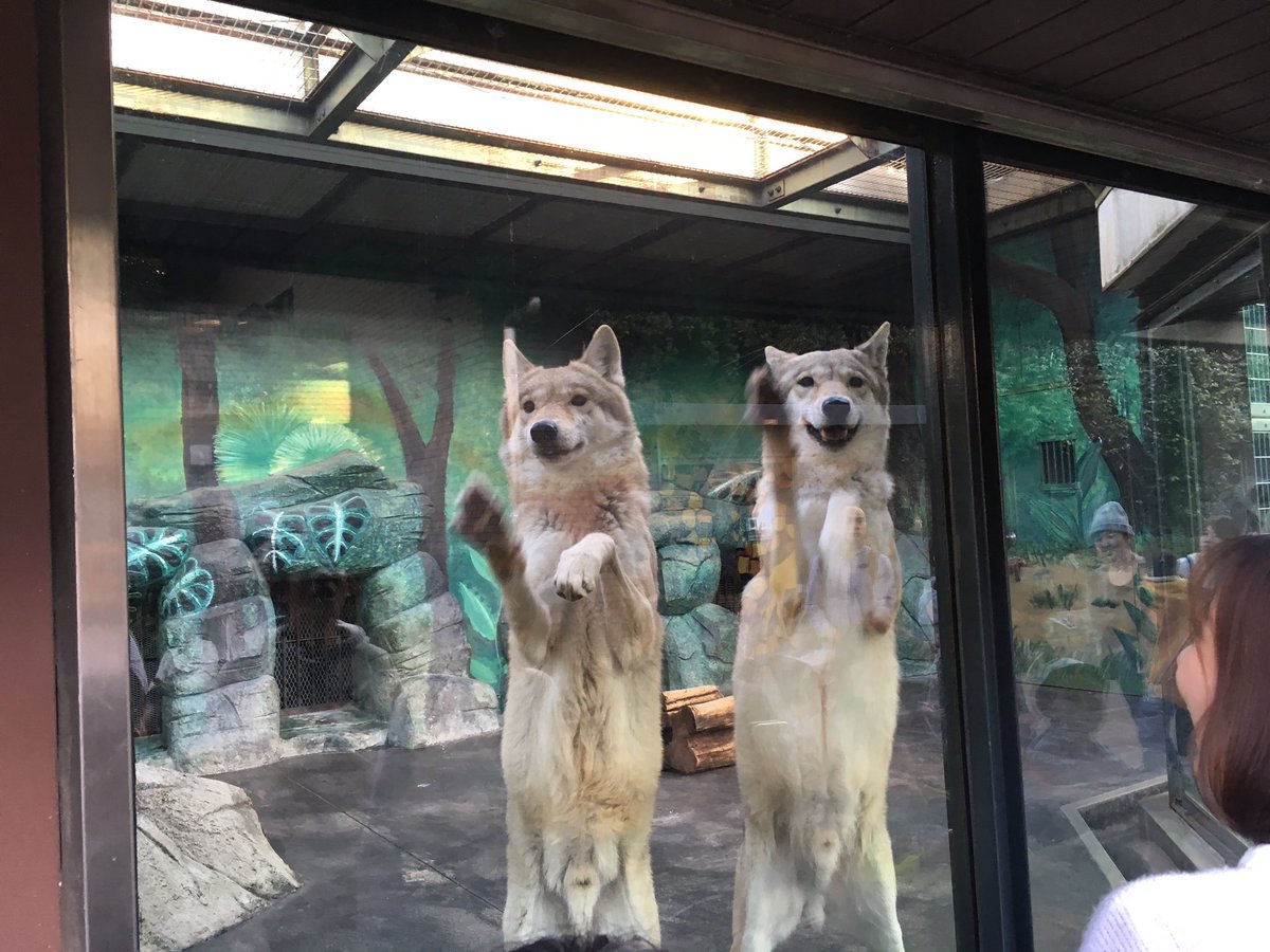大阪・天王寺動物園のオオカミは愛嬌があってサービス精神旺盛