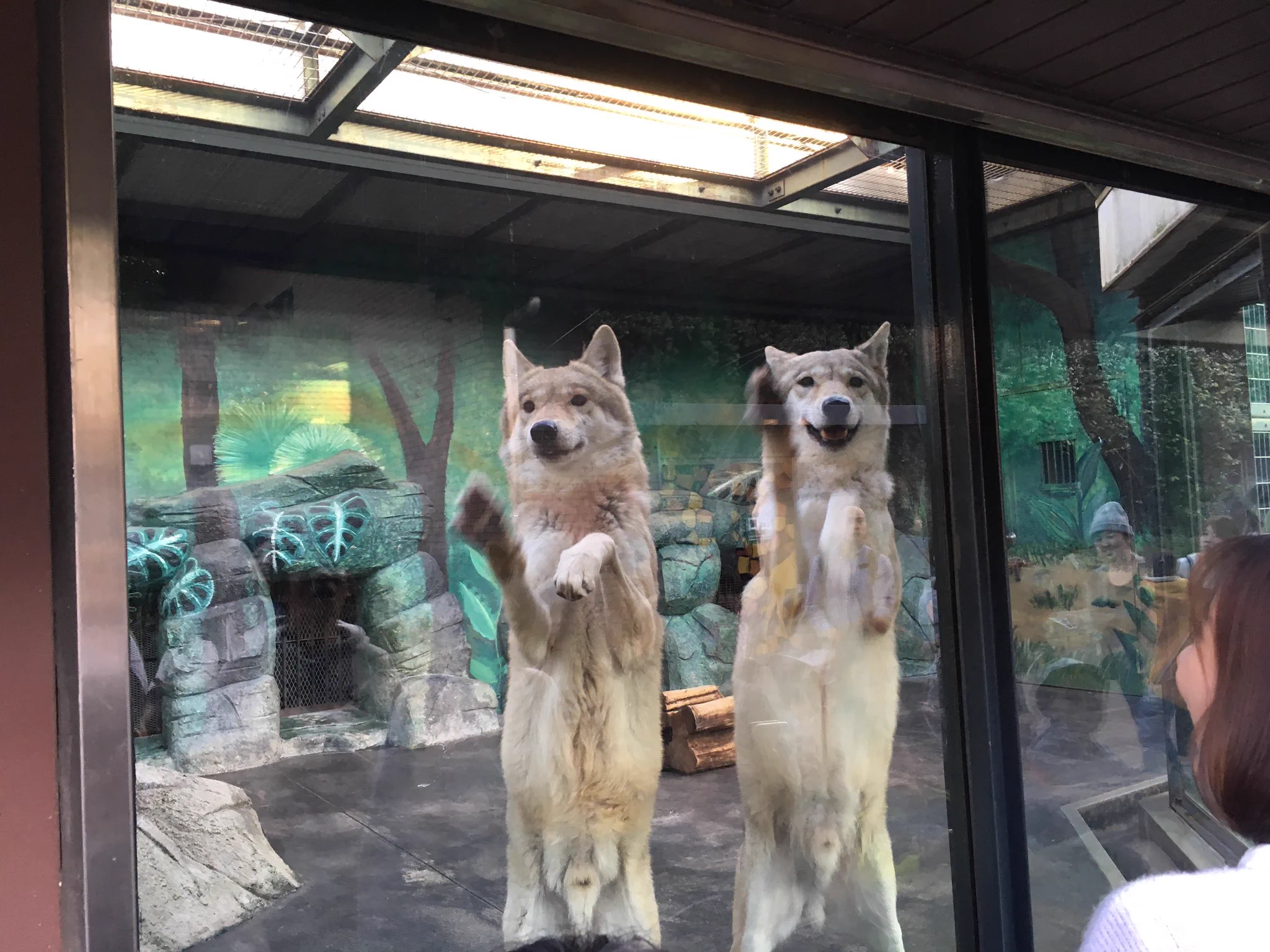動物園のオオカミが可愛すぎるｗｗまるで犬ｗｗｗ