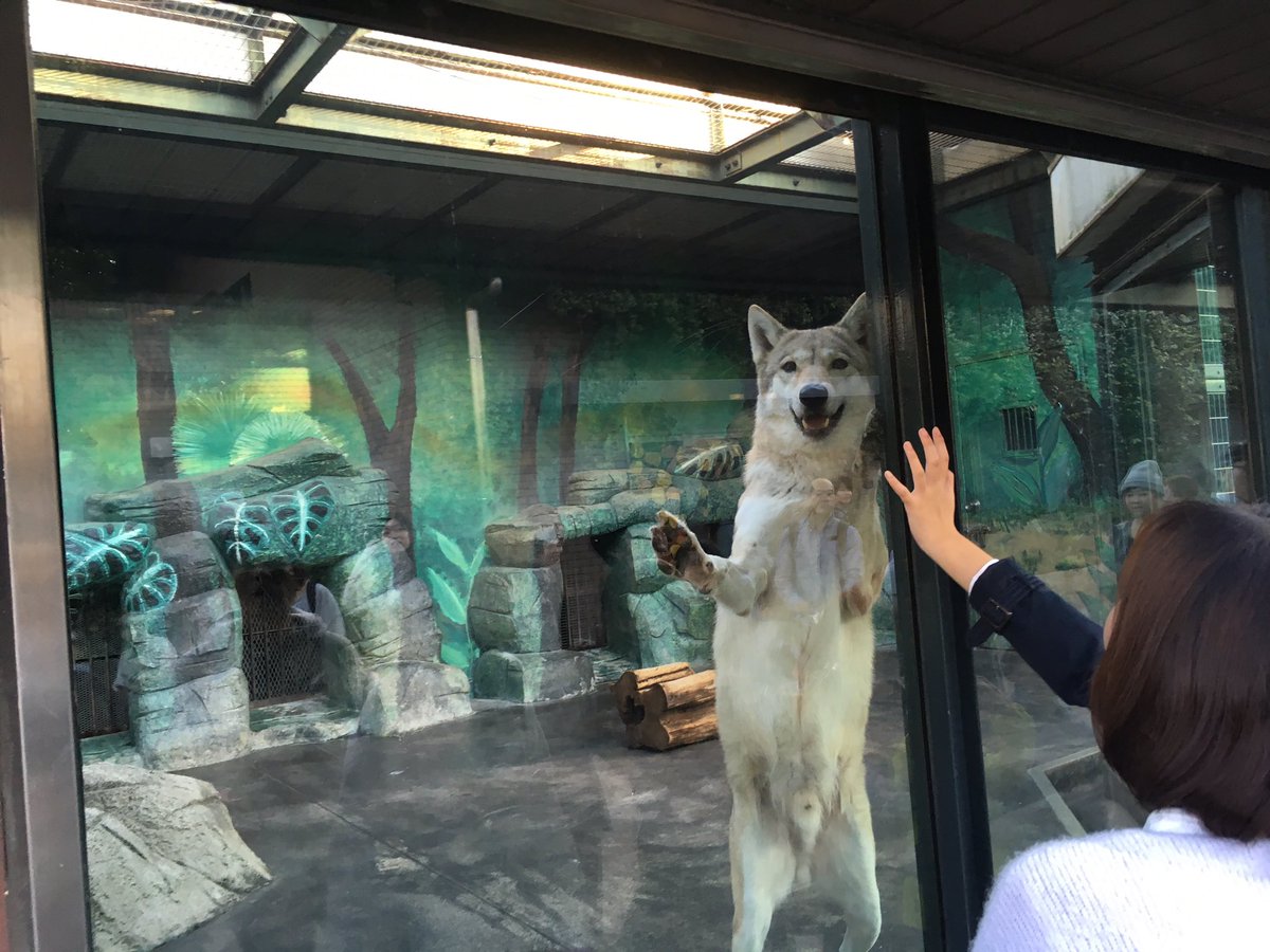 大阪 天王寺動物園のオオカミは愛嬌があってサービス精神旺盛 犬みたいでめっちゃ可愛い Togetter