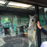 動物園のオオカミが可愛すぎるwまるで犬!