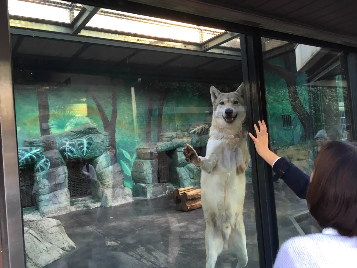 動物園のオオカミが可愛すぎるｗｗまるで犬ｗｗｗ