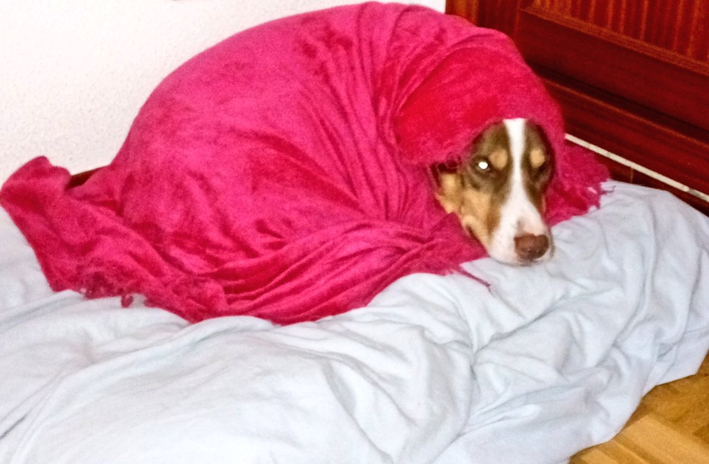 CoundBla's tweet photo. Cuando vienen a despertarte a las 8 de la mañana en invierno. https://t.co/BTTd2UpGgN