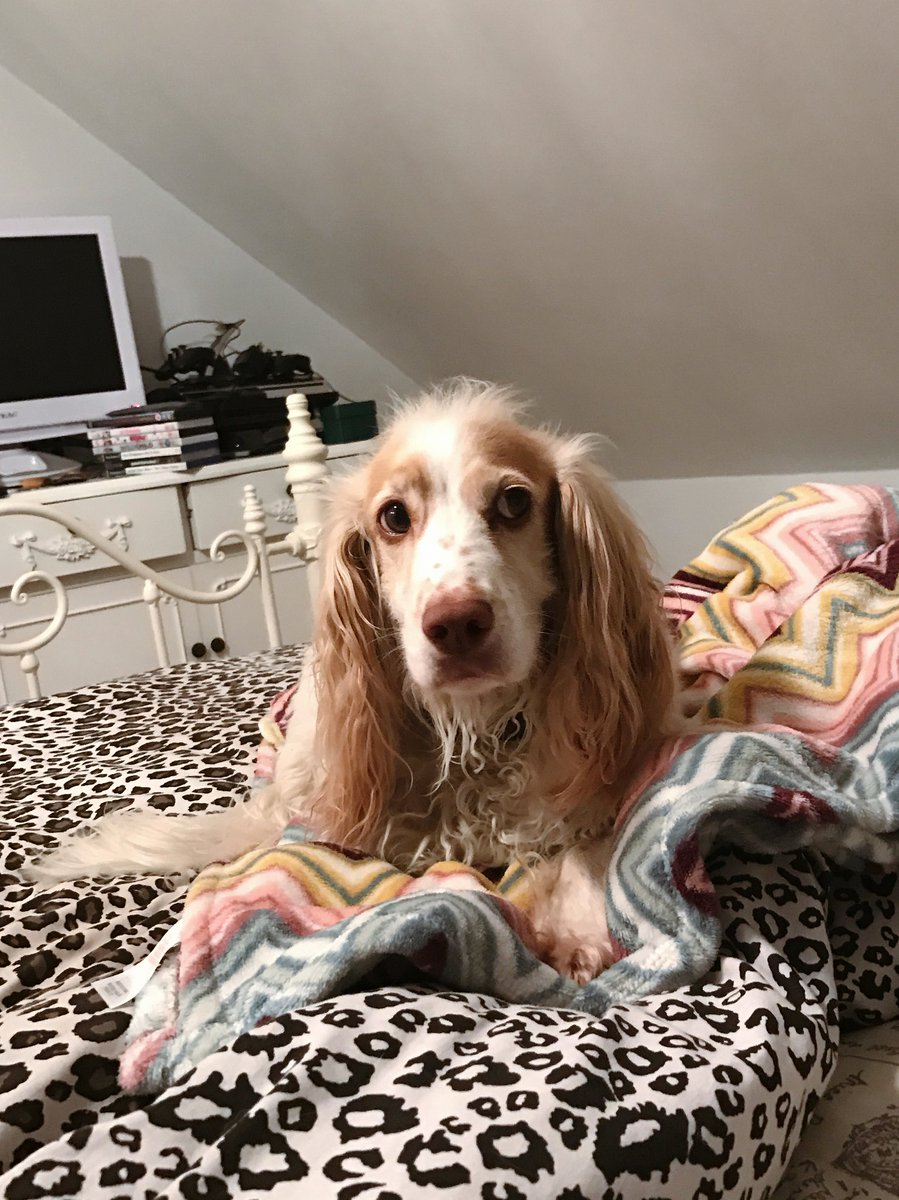 nicfstr's tweet photo. look who was waiting for me to come home last night💘🐶 https://t.co/MTFOxIv7nX