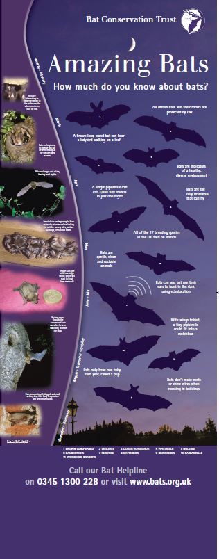 _BCT_'s tweet photo. There are some #AmazingBats out there #lovebats https://t.co/qyW8SixSJS