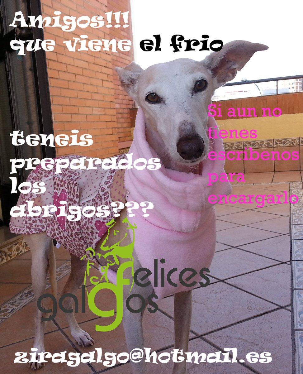 GalgosFelices's tweet photo. https://t.co/yPQE9P3Dol