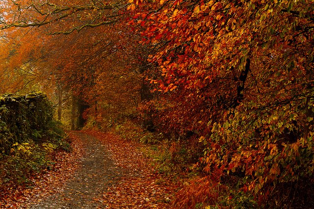 Eskdale Campsite tweet media