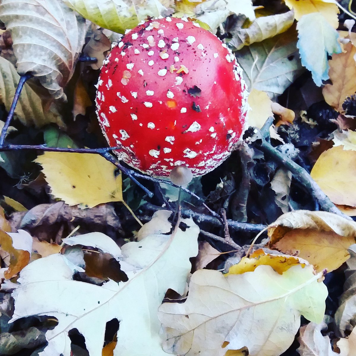 mantomen's tweet photo. I love autumn! #Autumn #loveautum https://t.co/JecHledMkt