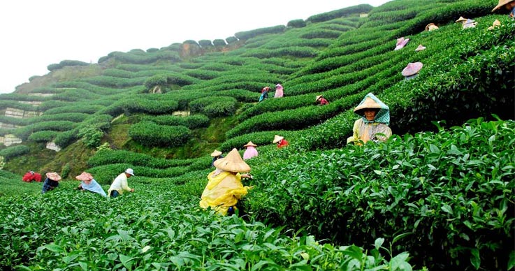 EaseMyTrip's tweet photo. Destinations in India to Witness Beautiful Tea Plantations. https://t.co/SFKkWuagVj #TeaPlantations #FamousDestinations https://t.co/v64eot5oLt