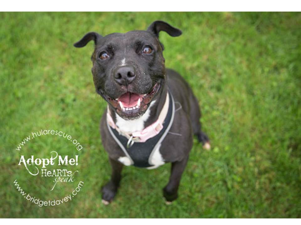 hularescue's tweet photo. #PIXIE she LOVES people kisses cuddles &amp; hugs She would LOVE 2 B loved She is 5yrs #StaffieSaturday https://t.co/pelUaIIAZB