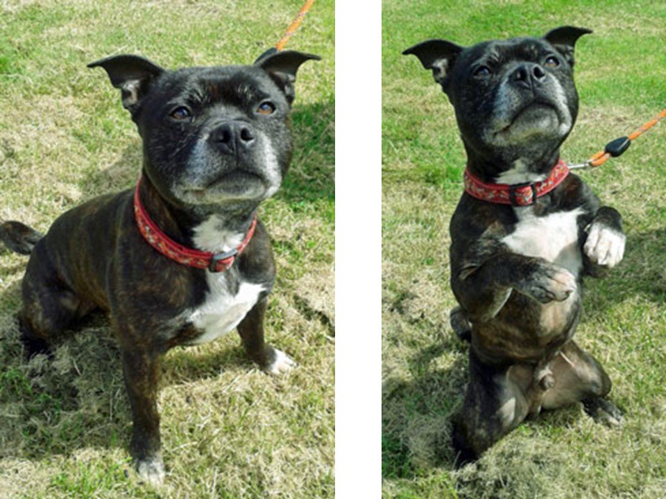 HULA Animal Rescue (hularescue) Twitter