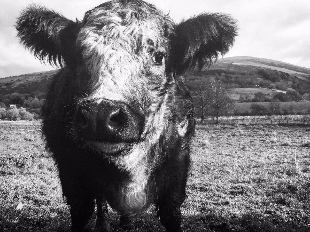 Simply beautiful! 

<a href="/herdyshepherd1/">James Rebanks</a>