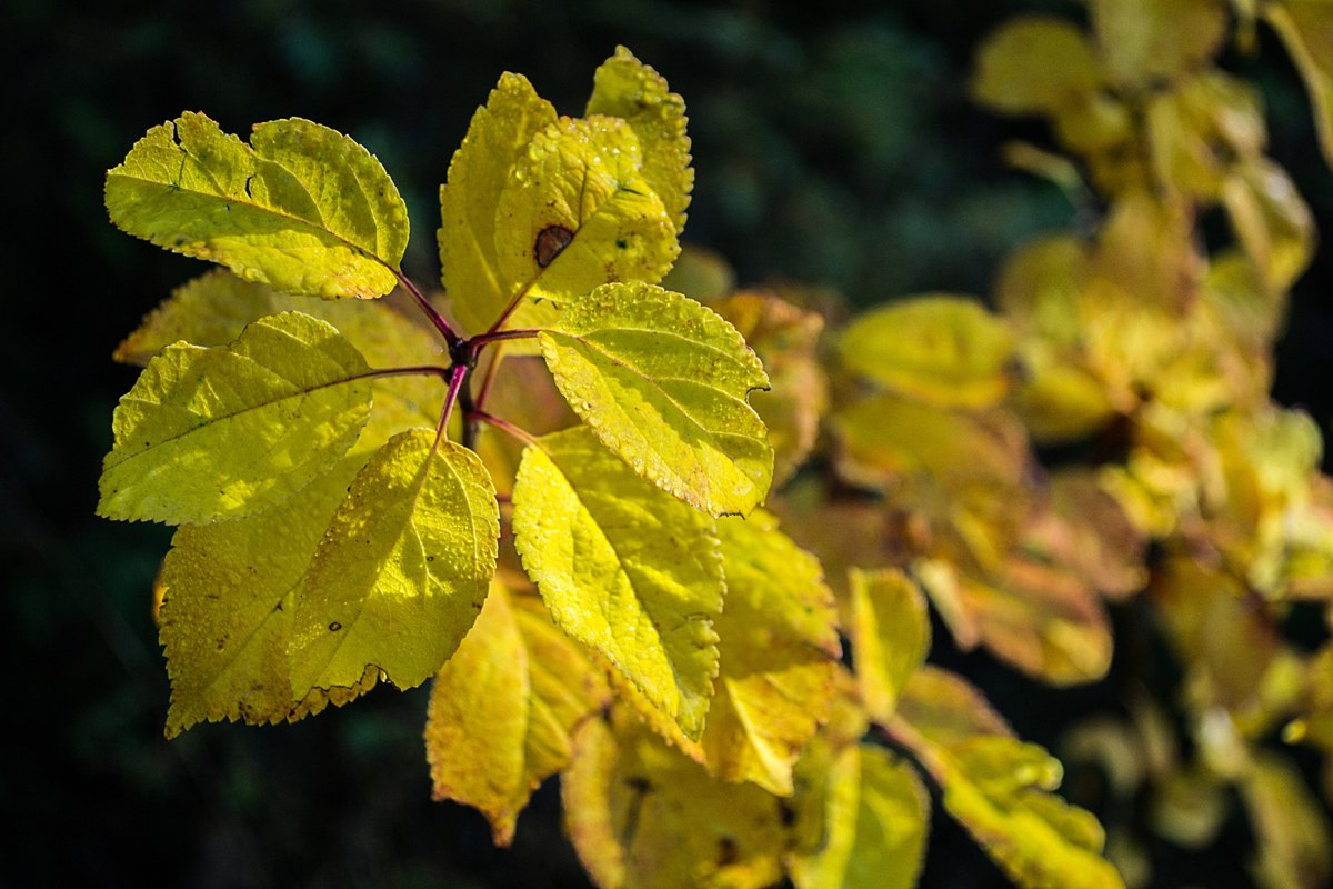 Passend zu den leuchtenden Herbstfarben, gibt es dieses mal ein Foto in Farbe.