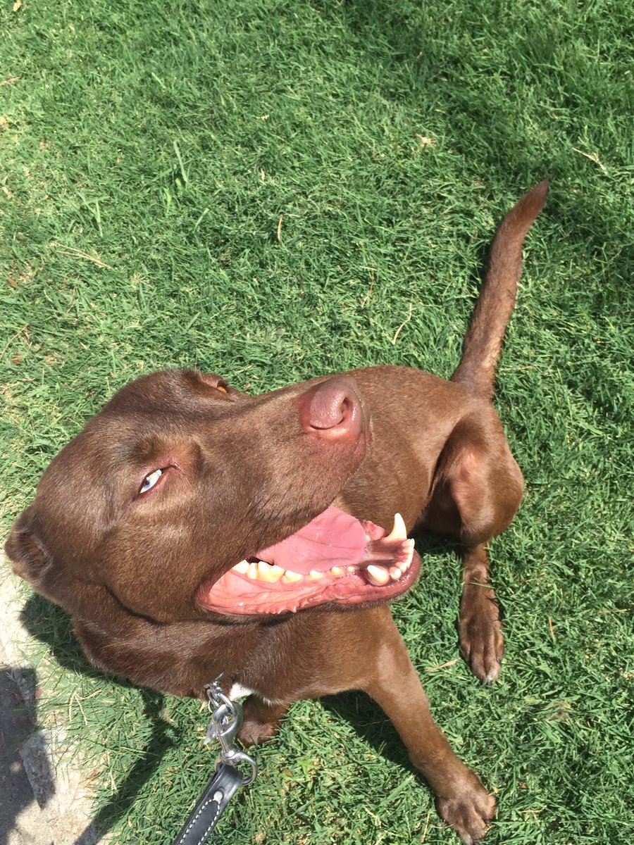 K9Influence's tweet image. Charlie is such a happy dog!