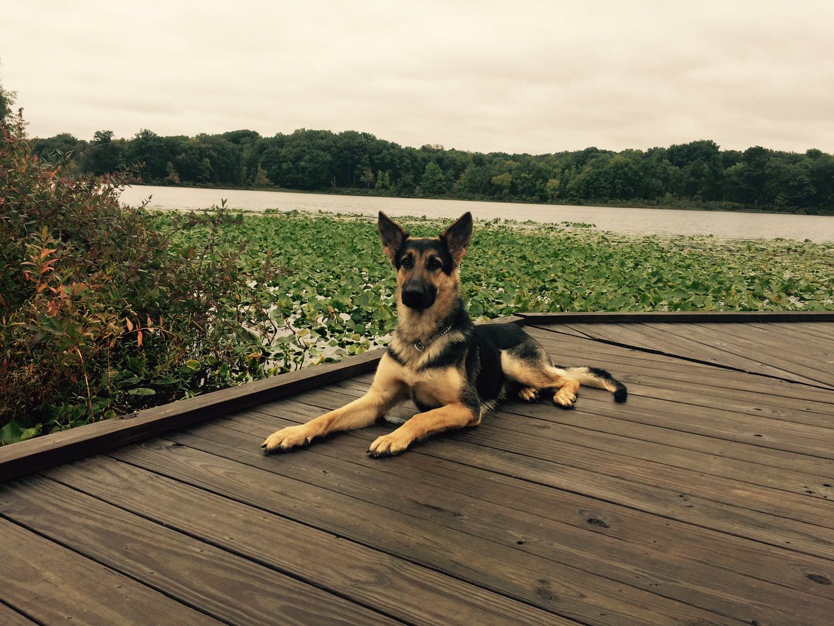 K9Influence's tweet image. My baby girl Artemis