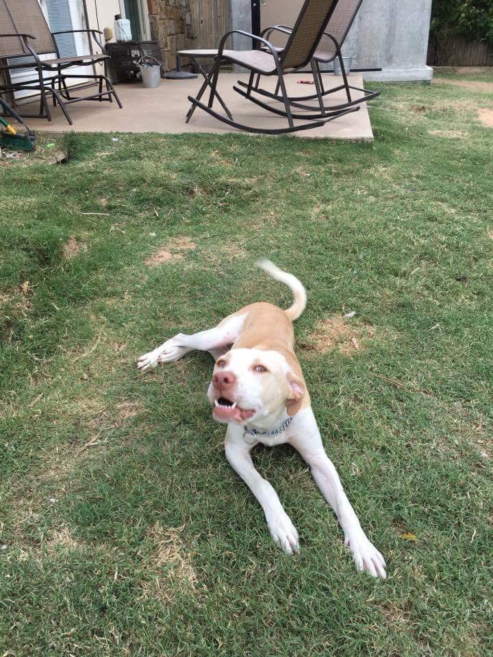 K9Influence's tweet image. If anyone is interested in a new pup Murphy is up for adoption. He has been trained personally by me. Help me find him a forever home 👍