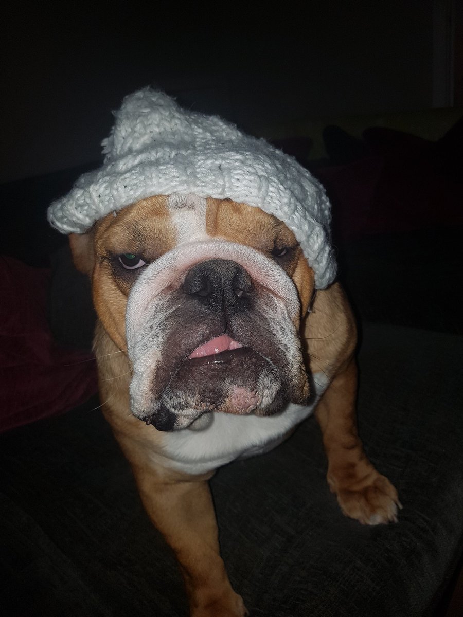 BullyMagic's tweet image. Peggy - Me be getting da winter ready!