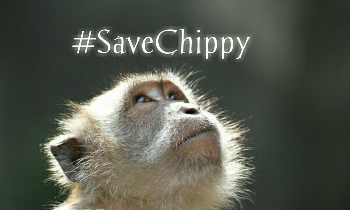 greennomad61's tweet photo. 🚨COUNTDOWN🚨To #SaveChippy 🚧14 hours left🚧
🆘HELPNOW🔛📲📝 https://t.co/iKhtP5W1hL 
#BanTheCull
#StopAnimalTesting
SIGN🔝🙏 https://t.co/01CW5xUwP6