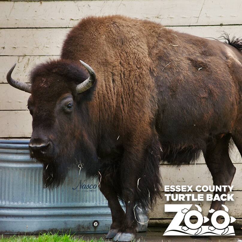 TurtleBackZoo's tweet photo. Celebrate National Bison Day with a shot of your best beard! #BeardsForBison. Learn more: https://t.co/Ov4iJ7VF06. https://t.co/Cq3LJSwUbF