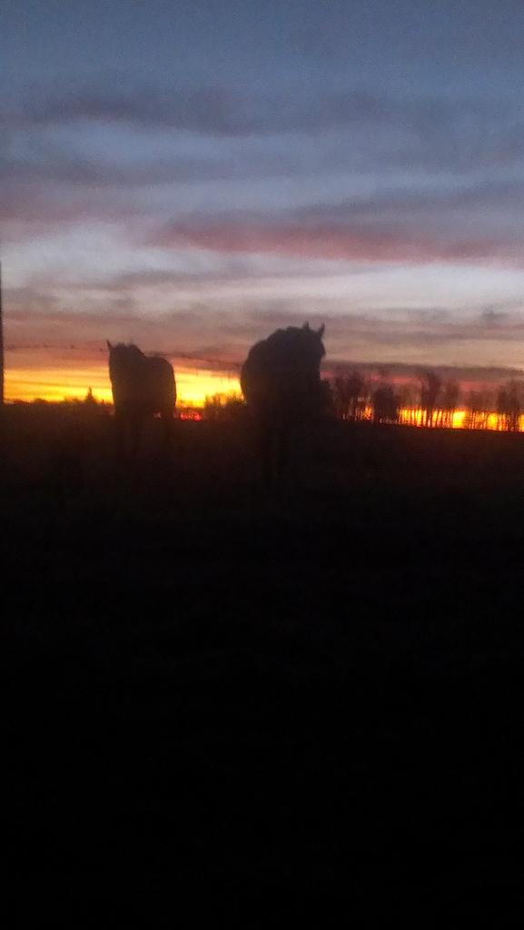 GorstMay's tweet photo. Pastels of #SkOutdoorsEarlyMorningFeeding 
#BeautifulSunrisePix https://t.co/4nTzbBJFTd