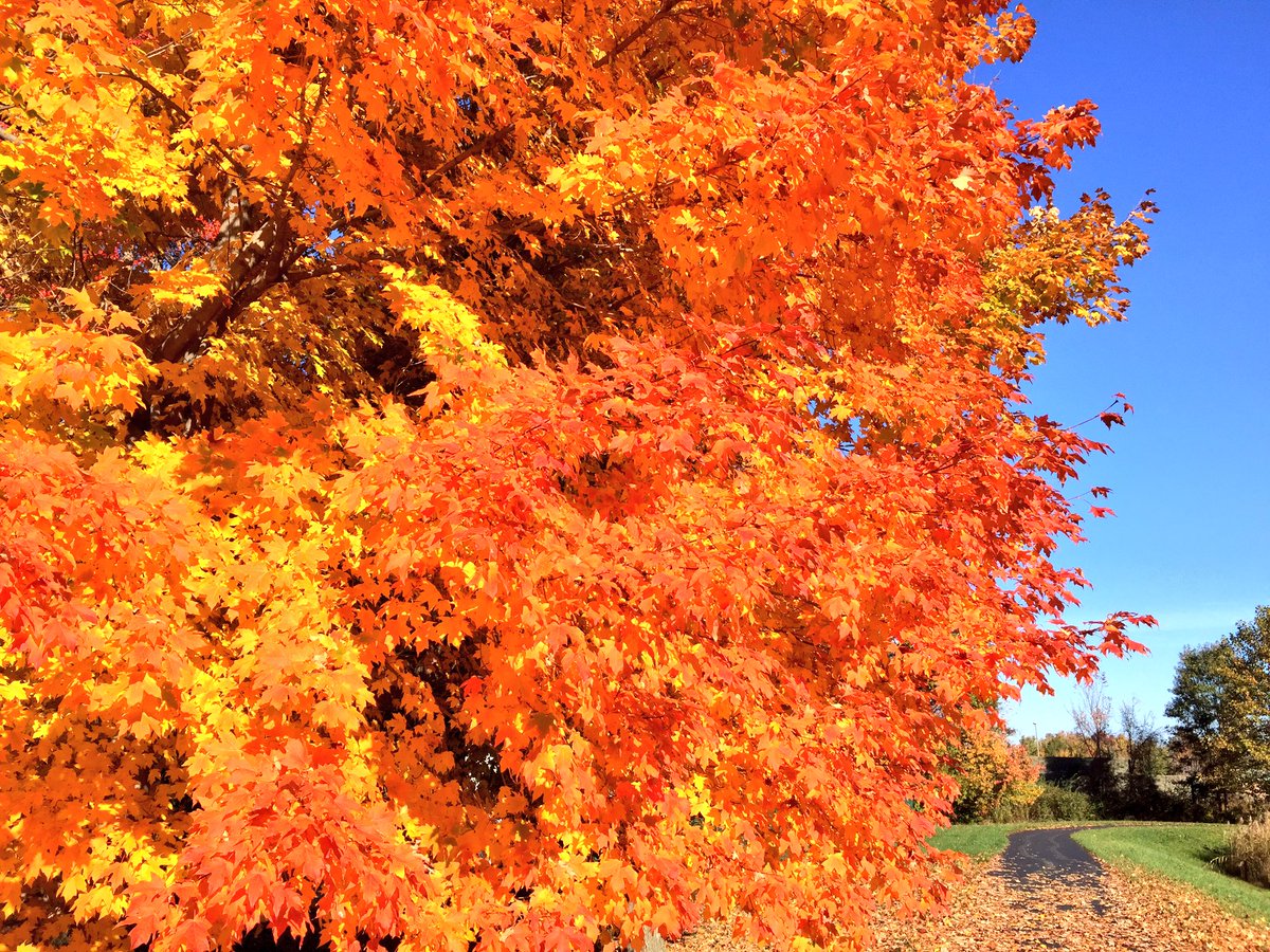 kmanderfield's tweet image. Happy #FallBack2016 Day!  Celebrate with a colorful stroll 🚶🏼 #CLEAFland #NoFilterNecessary
