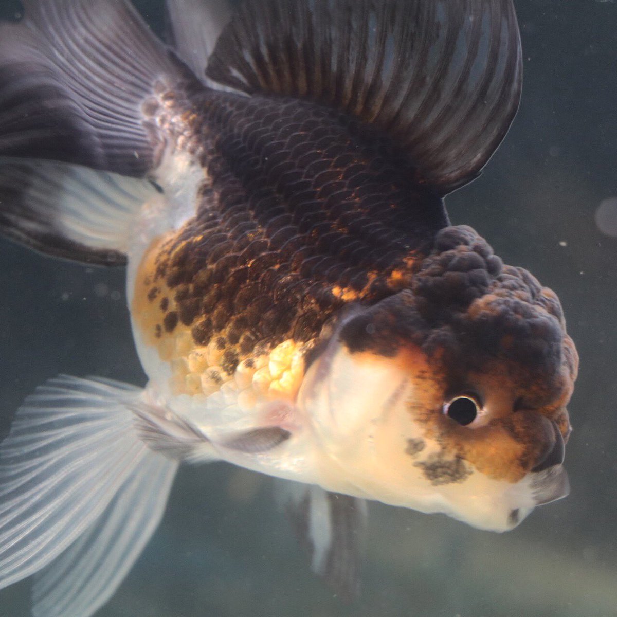 羽衣青文魚 羽衣青文魚
