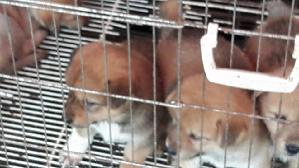 marzia4animals's tweet photo. @repdonyoung Hon.Congressman 🙏🏻Le rogamos apoyar #HR752 de @RepHastingsFL xa presionar #China a prohibir el cruel #DogMeatTrade STOP #Yulin https://t.co/eKrOt0qekF