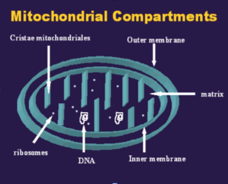 GFAMitochondria's tweet photo. #gfacellections2016 We have our own DNA and inner/outer membrane!!!
Vote @GFAMitochondria https://t.co/LbbTWk0dFu