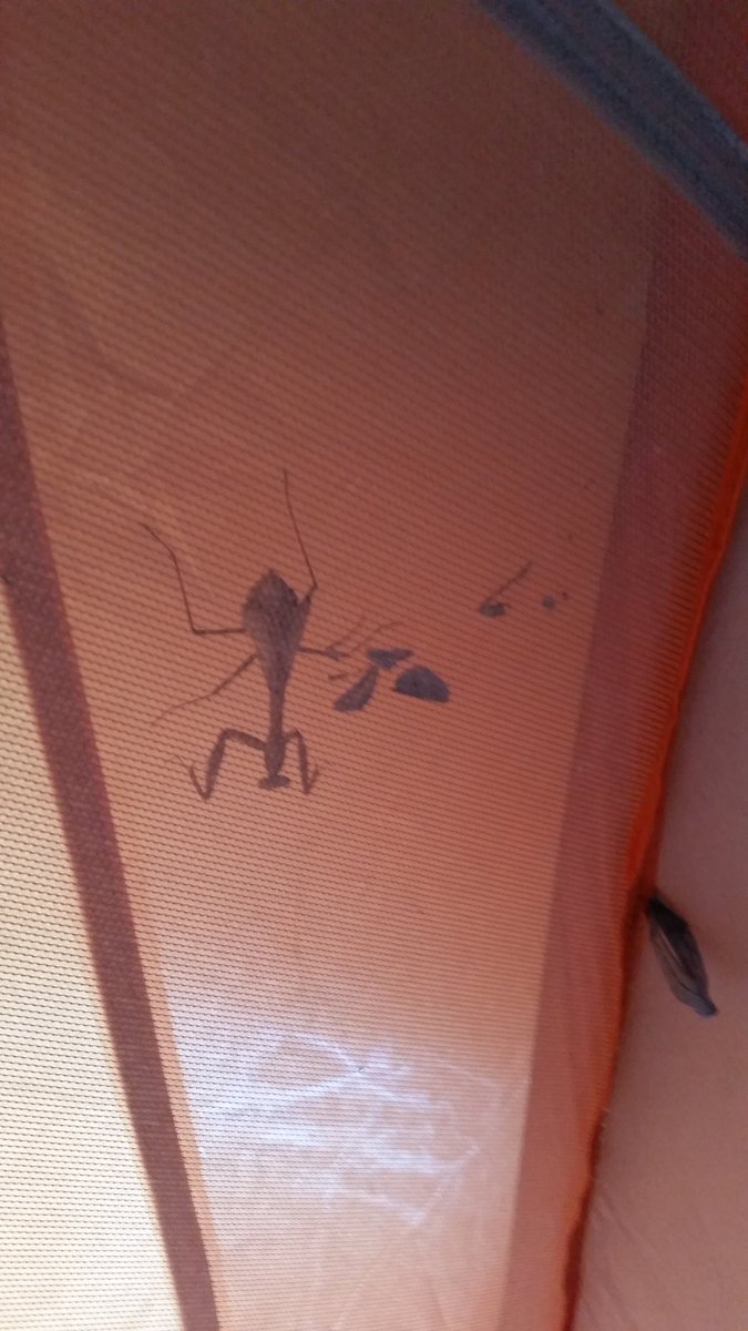 FOESAD5150's tweet photo. #prayingmantis #gaurdian of our #tent #trimscene #nature our #outdoors #roommate #trimcamp #tentmate #sikystatus #DetritusProd #1620 https://t.co/Hg1HVpenIY