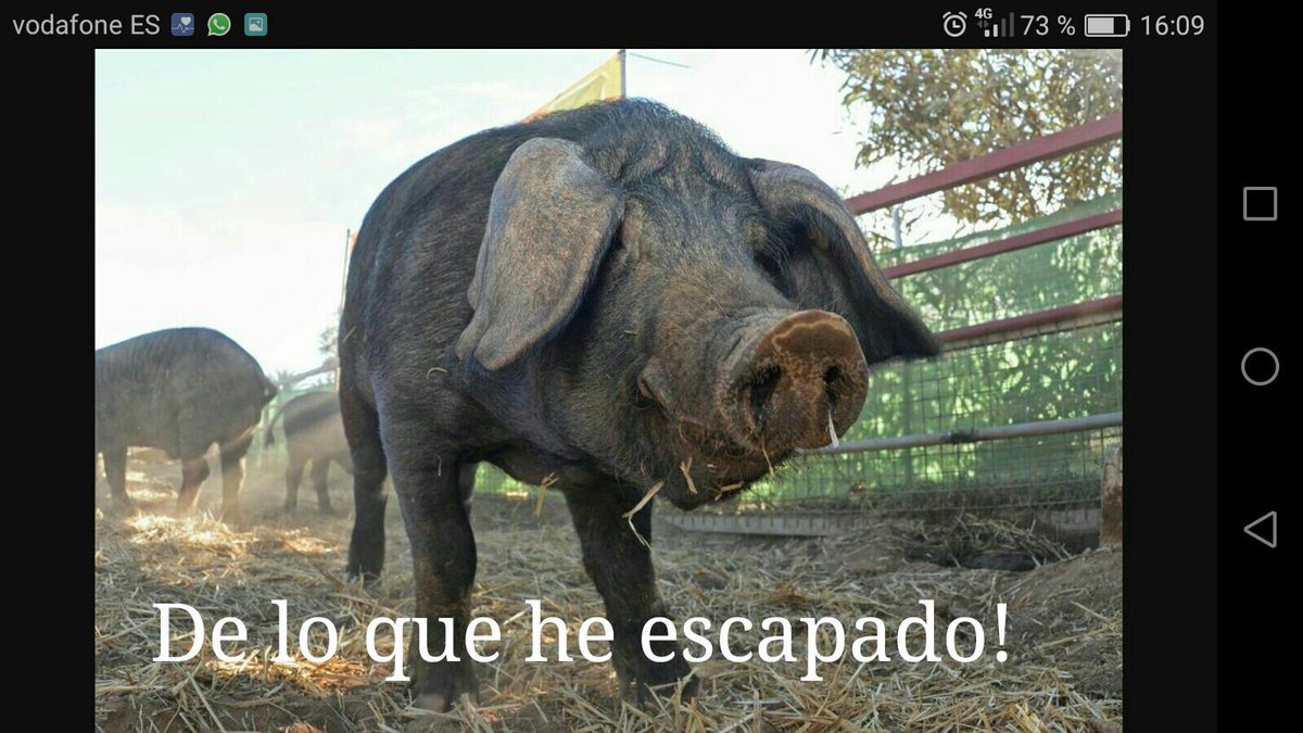 elisaafpe's tweet image. Suspendida Feria Cochino Negro en #lalaguna