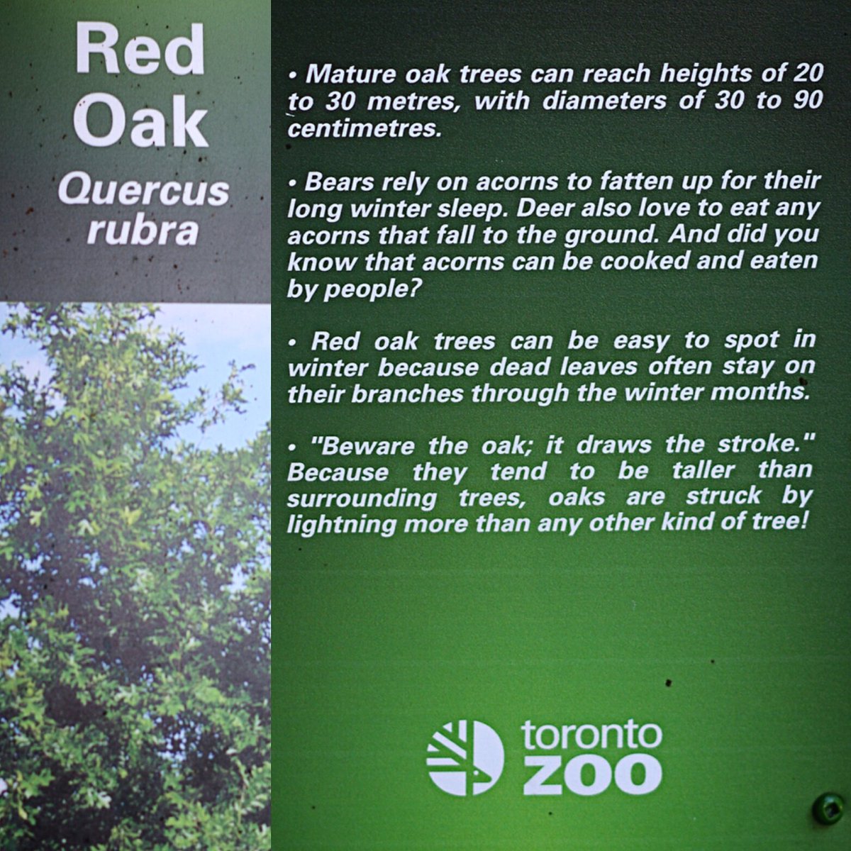 Tree_Savvy's tweet image. A Toronto Zoo sign &amp;amp; neat facts about Red Oaks! #trees #torontozoo #factoftheday #gta #canada #treesavvydelivery