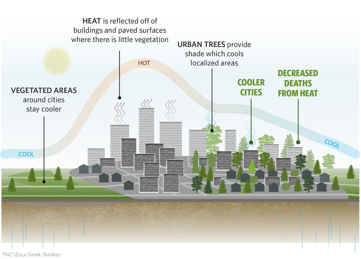 nature_org's tweet photo. #DYK: Urban trees already clean and cool the air for more than 50 million people? https://t.co/YlJMe2KmJU https://t.co/OerRkRFM3f