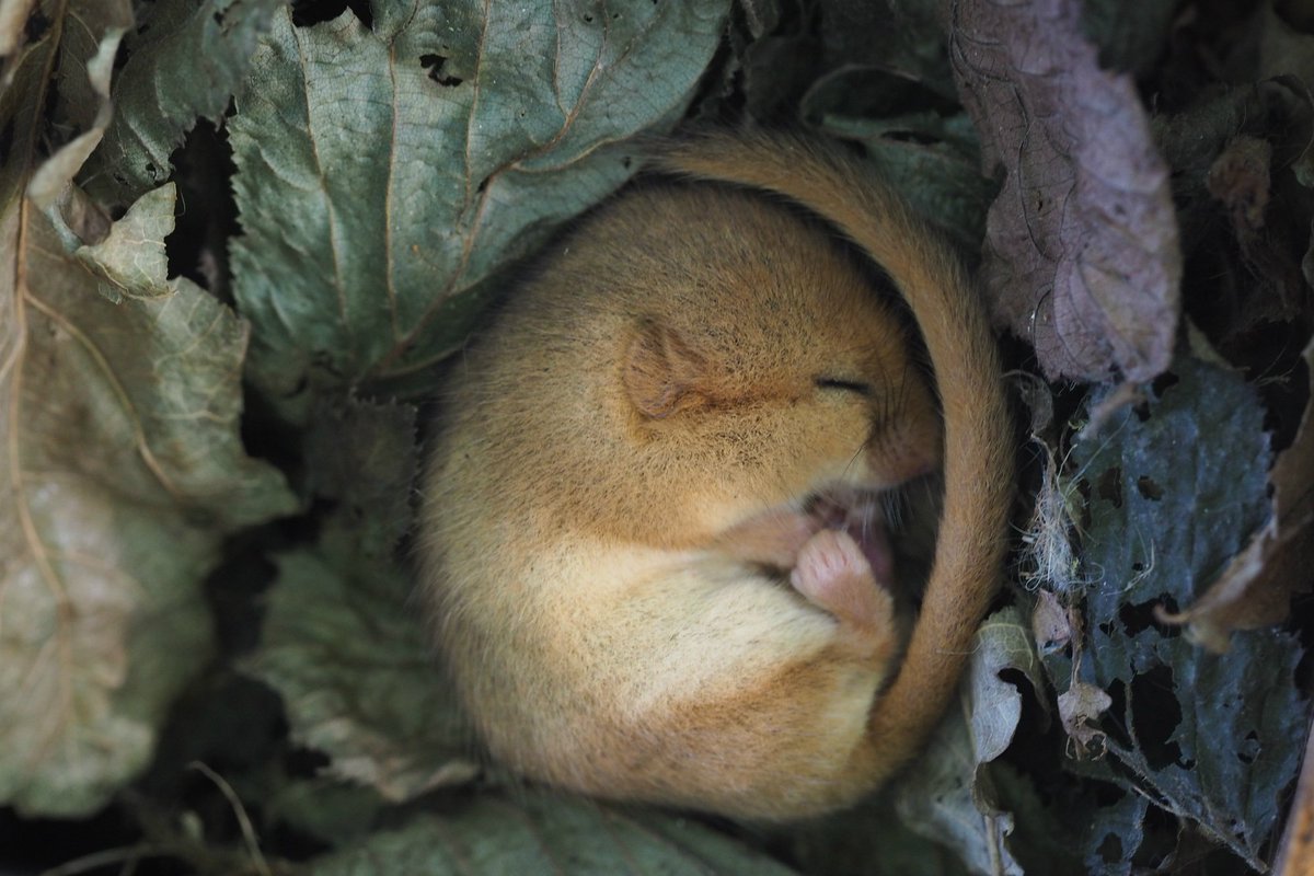 nationaltrust's tweet photo. Your support helps us look after habitats, home to this sleepy dormouse discovered by our ranger @CoteheleNT https://t.co/KDXzKMt7pe