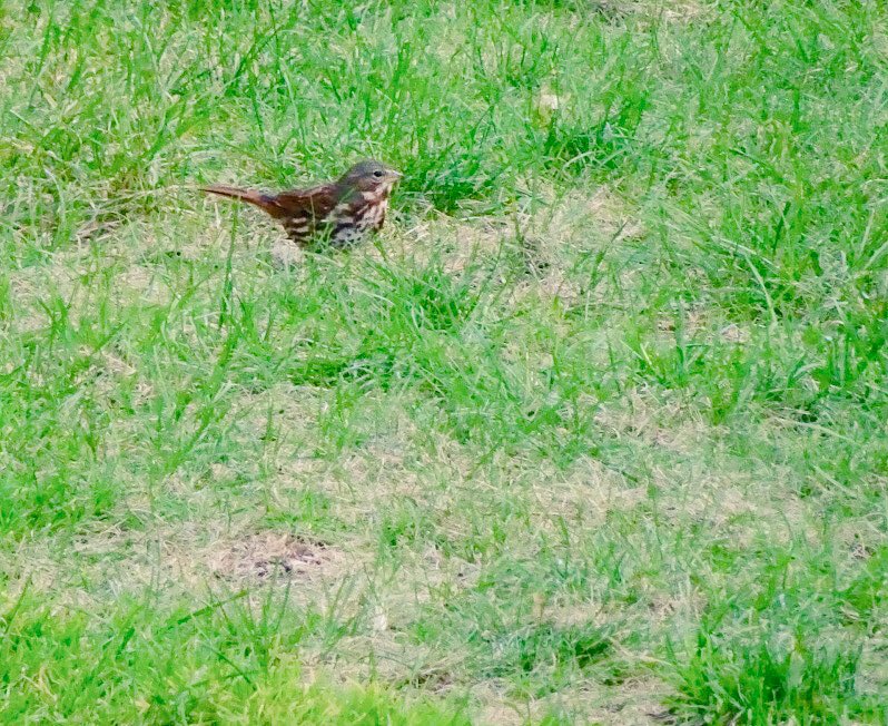 domhall's tweet photo. No Central Park, no chasing, no trips, no StateParks 😱 just birded my urban patch all Fall. #Patchbird today #131 :) https://t.co/0NTNHlZdJm