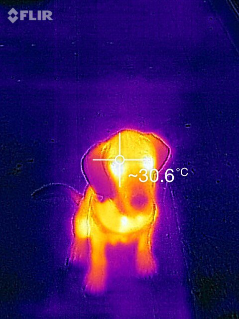 Brings a new meaning to hot dog!!