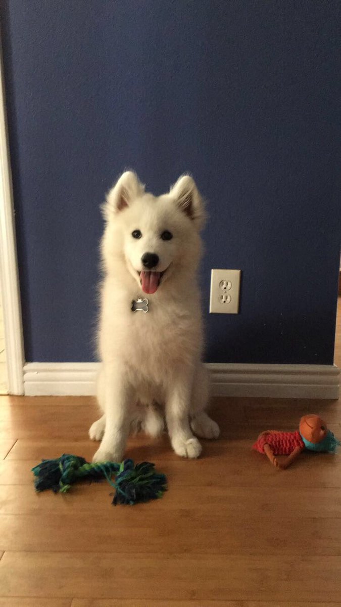 divfem's tweet photo. 7 weeks -> 15 weeks -> 6 months https://t.co/MiGTmxoLsR