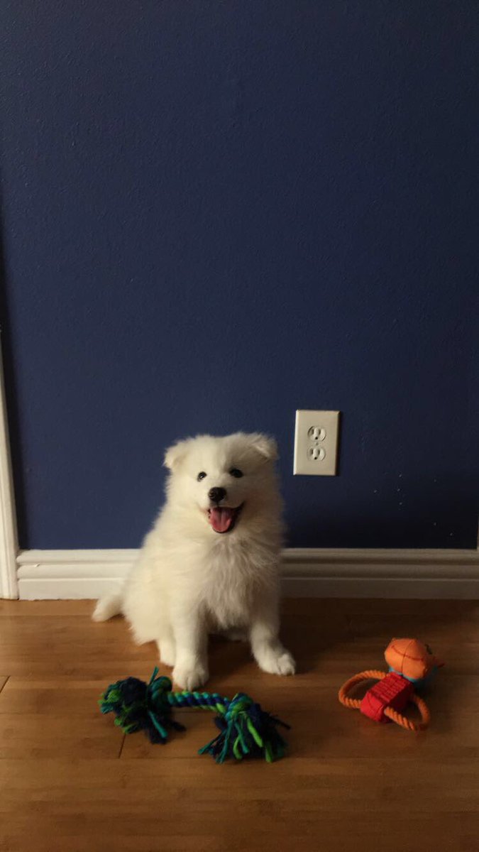 divfem's tweet photo. 7 weeks -> 15 weeks -> 6 months https://t.co/MiGTmxoLsR