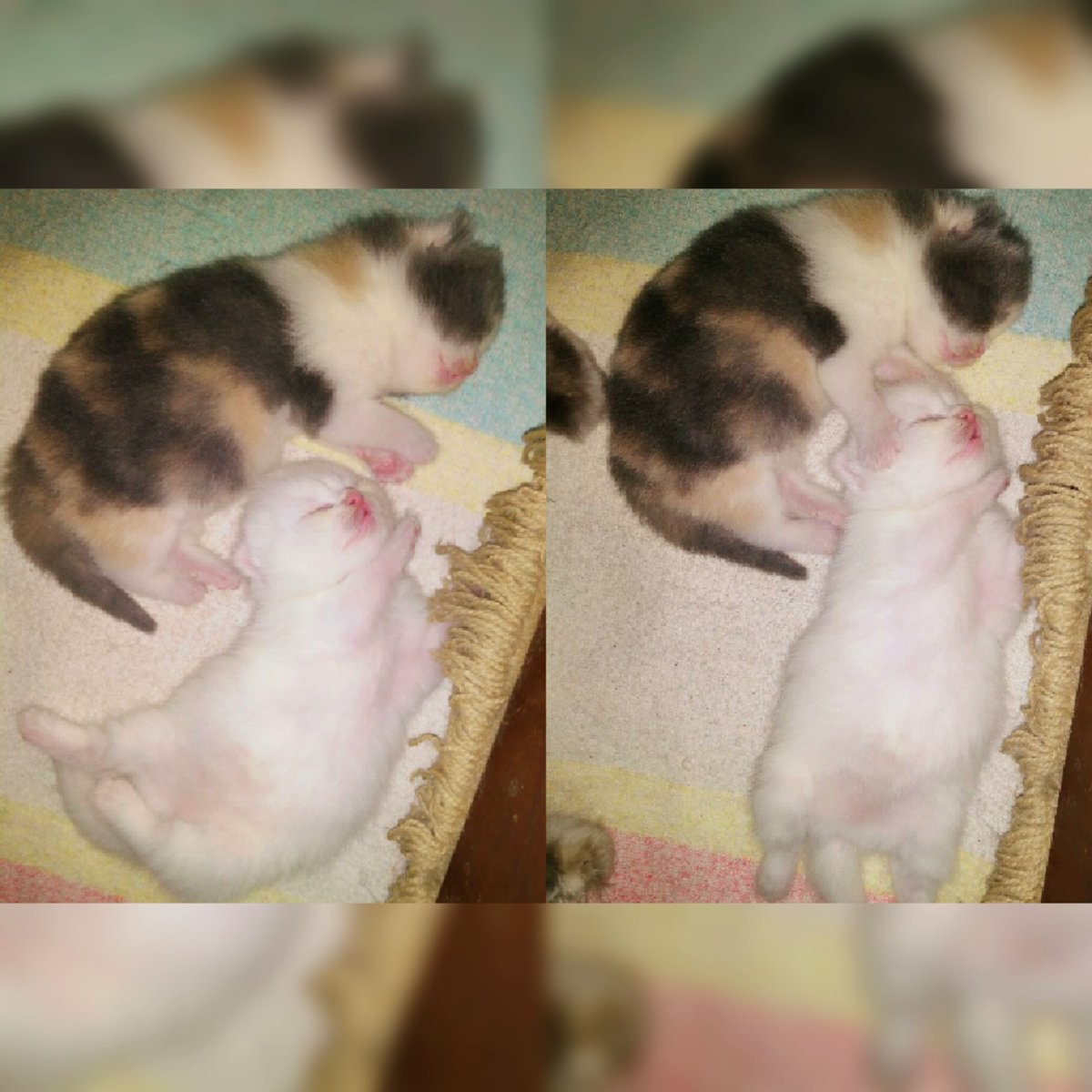 tisstisya's tweet photo. jatuh cinta sama kalian.. cpt2 tumbuh besar ya.. mau liat kalian lari2an.. hahaha https://t.co/YFPYIpoM2S