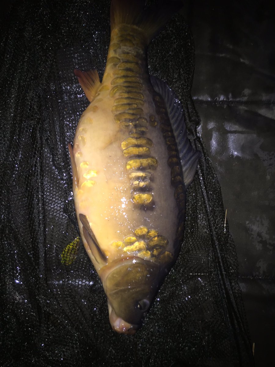 freshangling's tweet image. One more, a lovely little 8lb stockie. @TeamMainline essential IB wafter did the trick again.