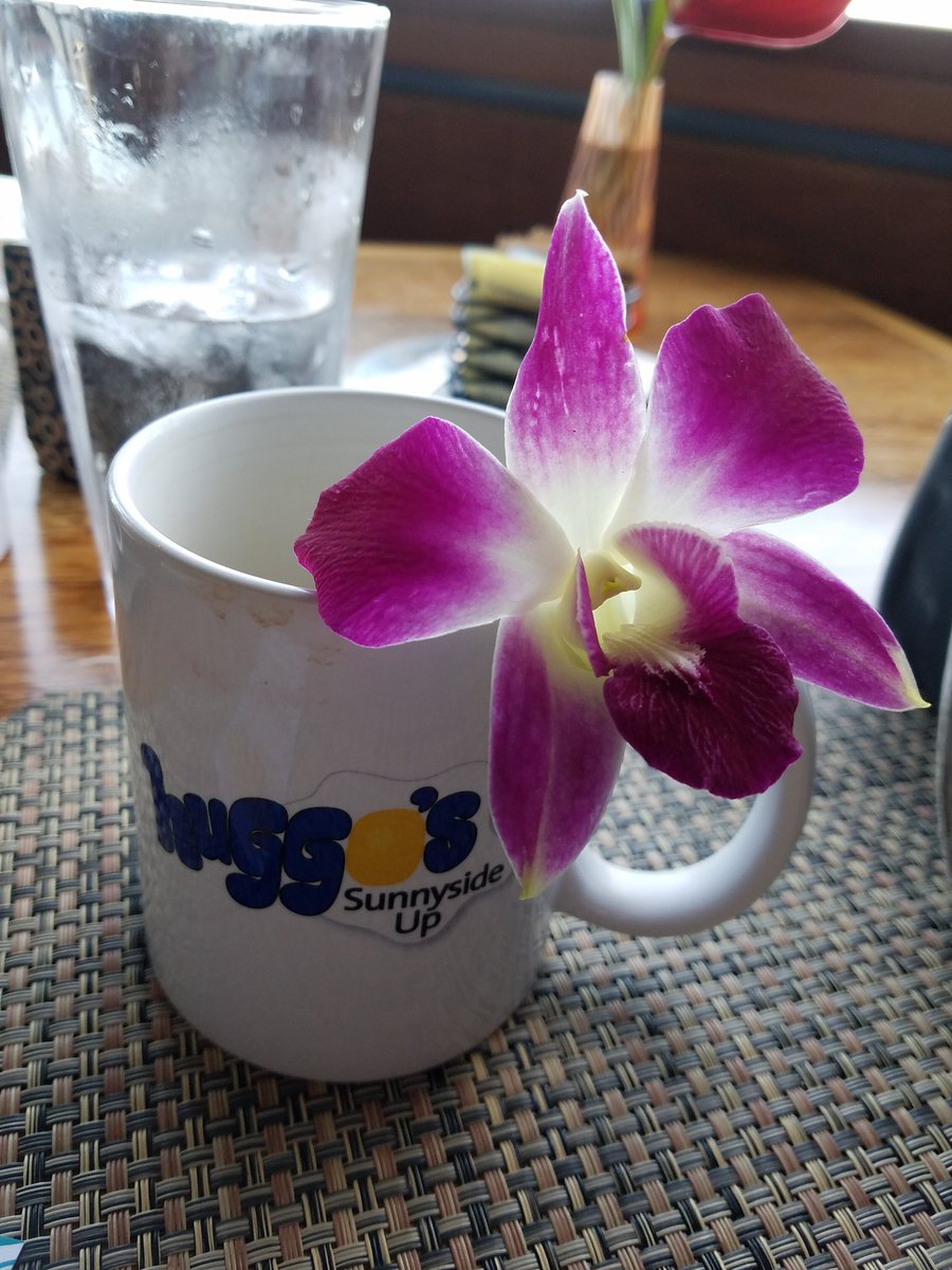 jana_erikson's tweet photo. Great place to start your morning. Our server Amanda was terrific.  #breakfast  @huggosontherock  #kona https://t.co/lBimWPINOs