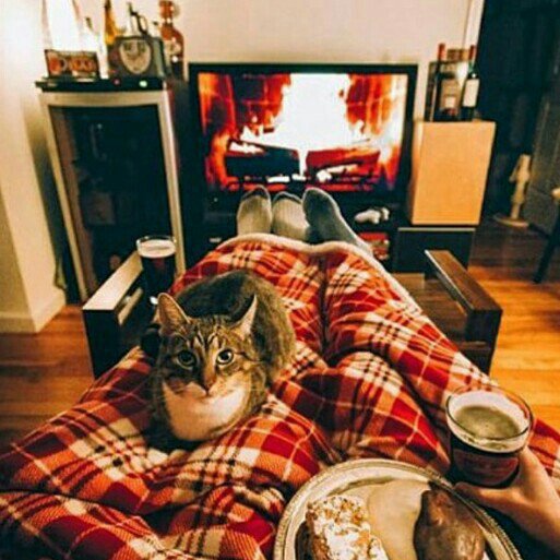 Grill_queen's tweet photo. 🐱🍵✨🐱🍵✨🐱🍵✨ https://t.co/in8YEKfxoj