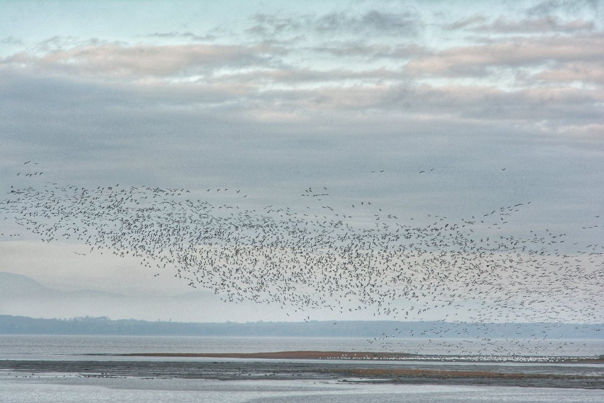touteparpillee's tweet photo. Nuée d'oies blanches au bassin de Montmagny, du côté de Pointe-aux-Oies. Montmagny QC. https://t.co/z5hfGPdYFq