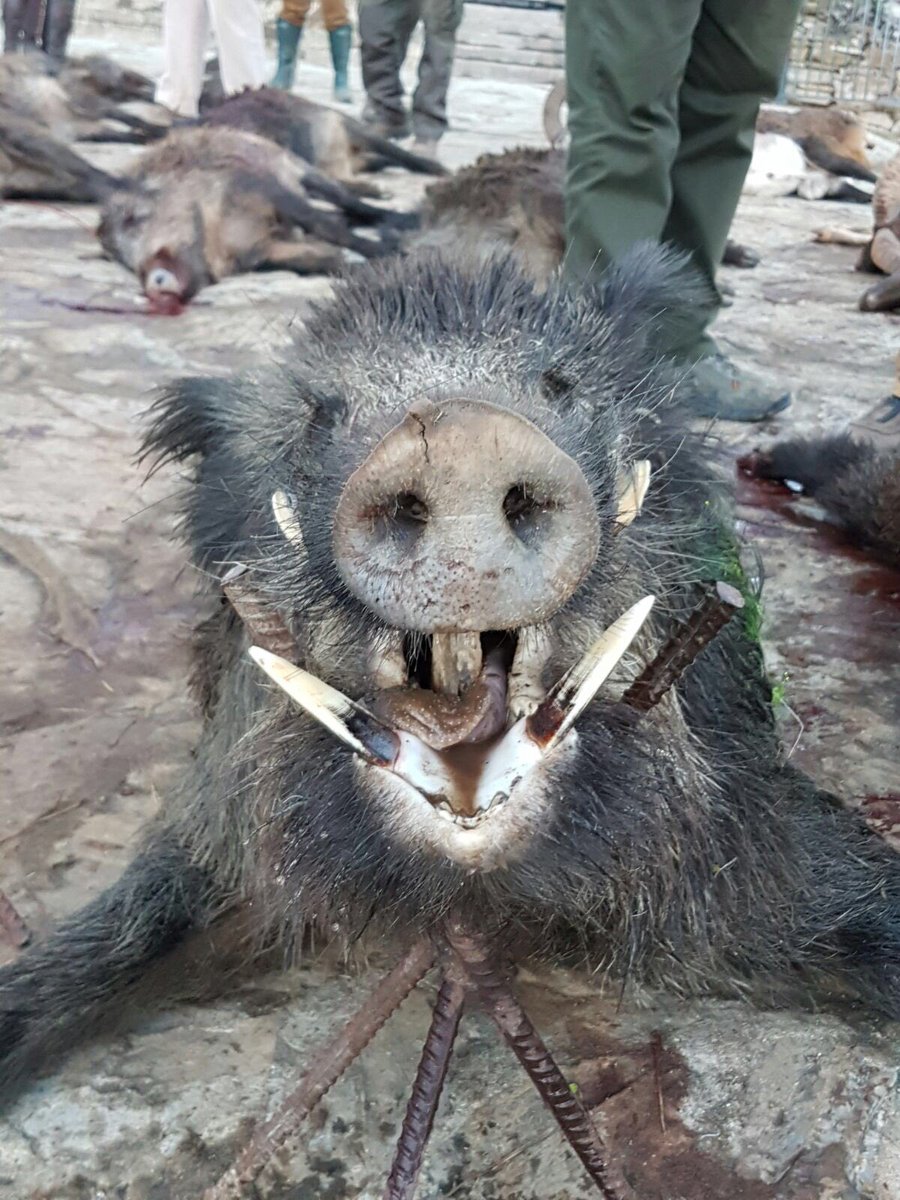 Nuestro resultado de hoy en Fuentelavirgen ha sido de 64 jabalíes con 16 bocas entre 47 puestos.