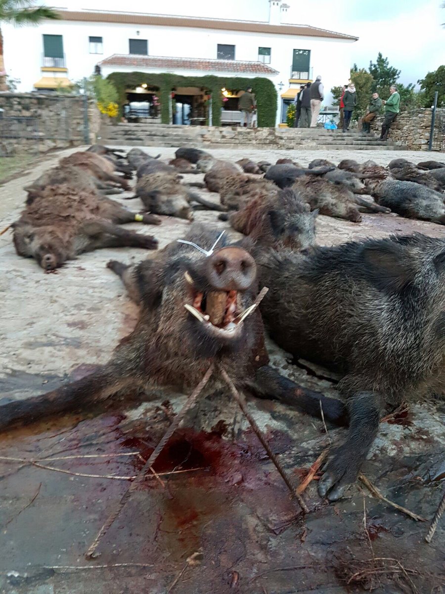 Más fotos de los jabalíes cobrados hoy en Fuentelavirgen.