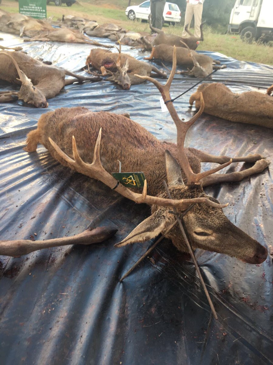 Resultado de nuestra montería de hoy en El Carrasco: 61 venados y 5 jabalíes.