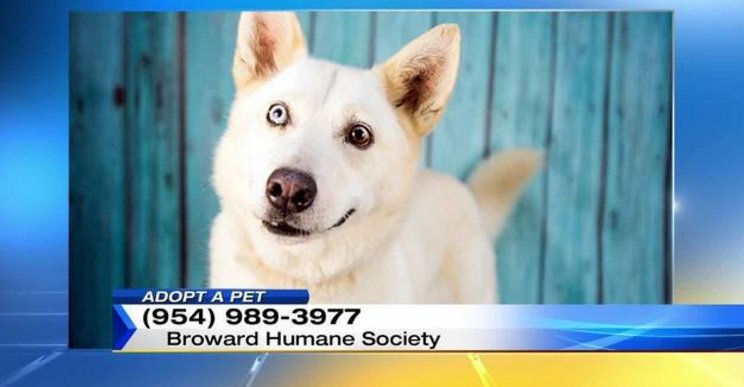 Here is today's Adopt a Pet local10.com/pets/adopt-a-p… https://t.co/yREuJ8LuYf