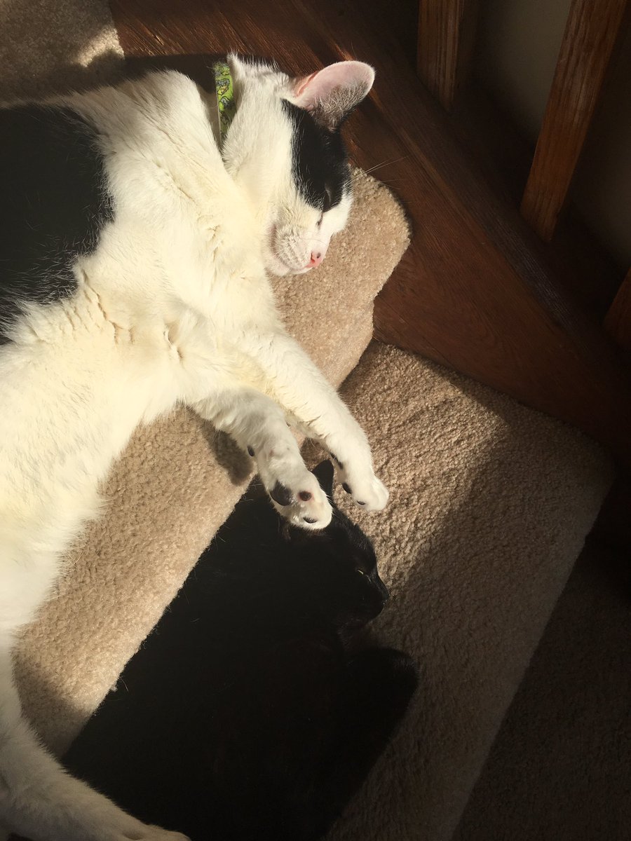 realSpookyStarr's tweet photo. Look at these lazy babies #cats #catsoftwitter #blackcat #sleepykitties https://t.co/AH0FxAsMJf